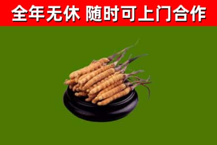 呼兰烟酒回收冬虫夏草.jpg